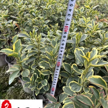 金边黄杨杯苗工程苗批发成都金边黄杨基地直供量大价优