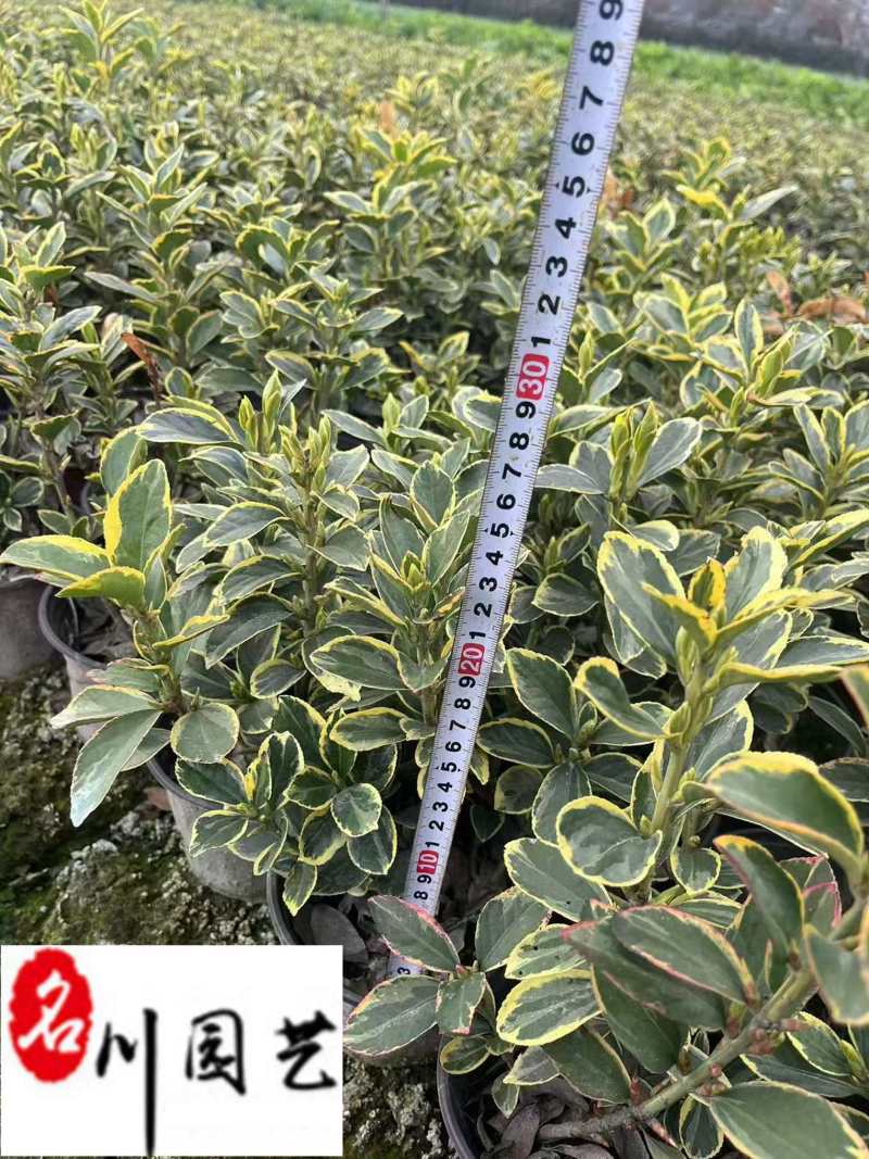 金边黄杨杯苗工程苗批发成都金边黄杨基地直供量大价优