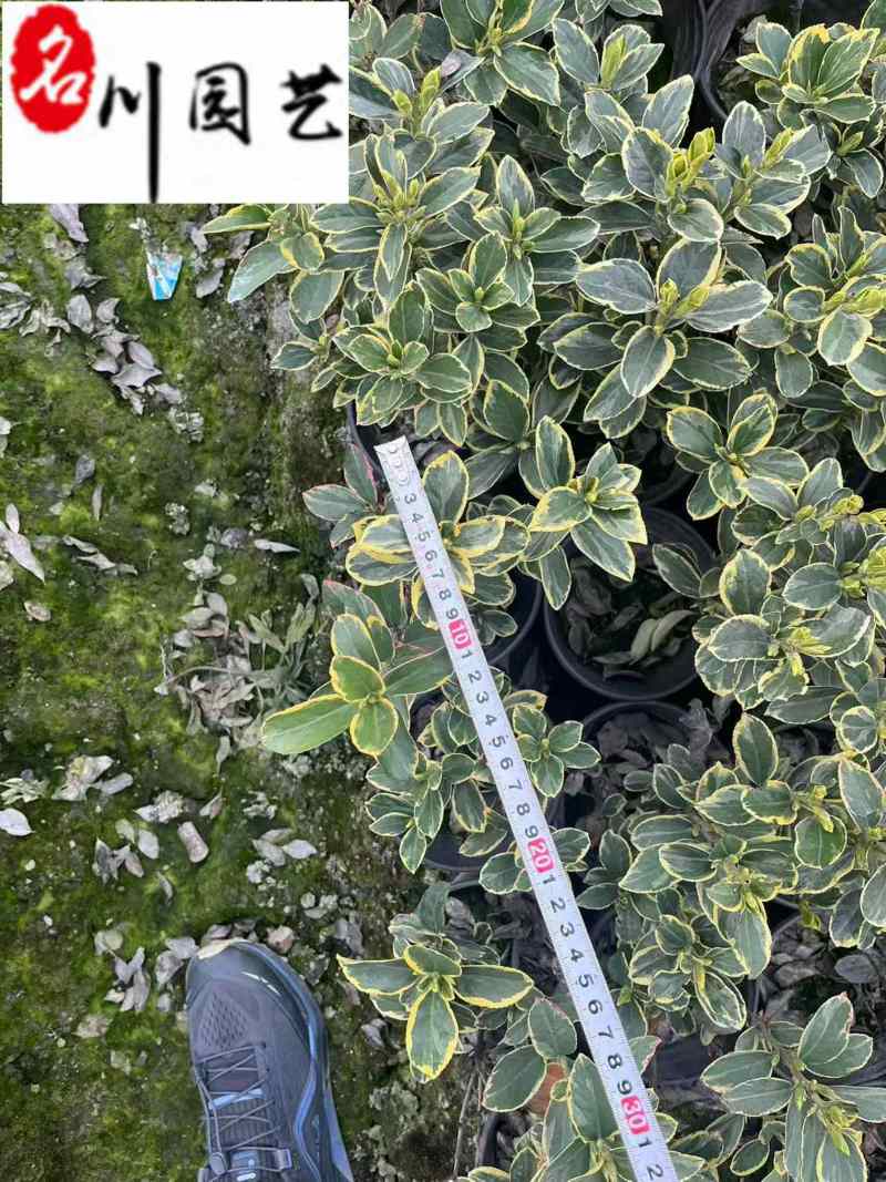 金边黄杨杯苗工程苗批发成都金边黄杨基地直供量大价优