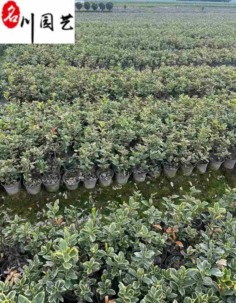 金边黄杨杯苗工程苗批发成都金边黄杨基地直供量大价优