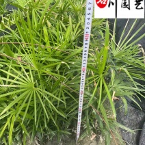 细叶棕竹批发成都棕竹苗圃基地直销地苗杯苗规格齐全