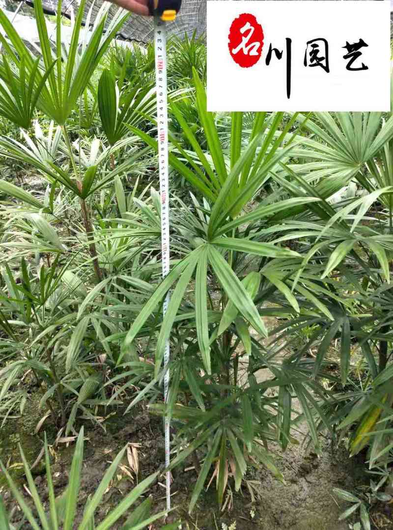 细叶棕竹批发成都棕竹苗圃基地直销地苗杯苗规格齐全