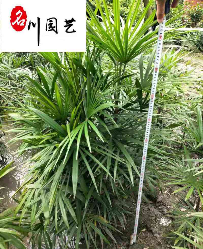 细叶棕竹批发成都棕竹苗圃基地直销地苗杯苗规格齐全