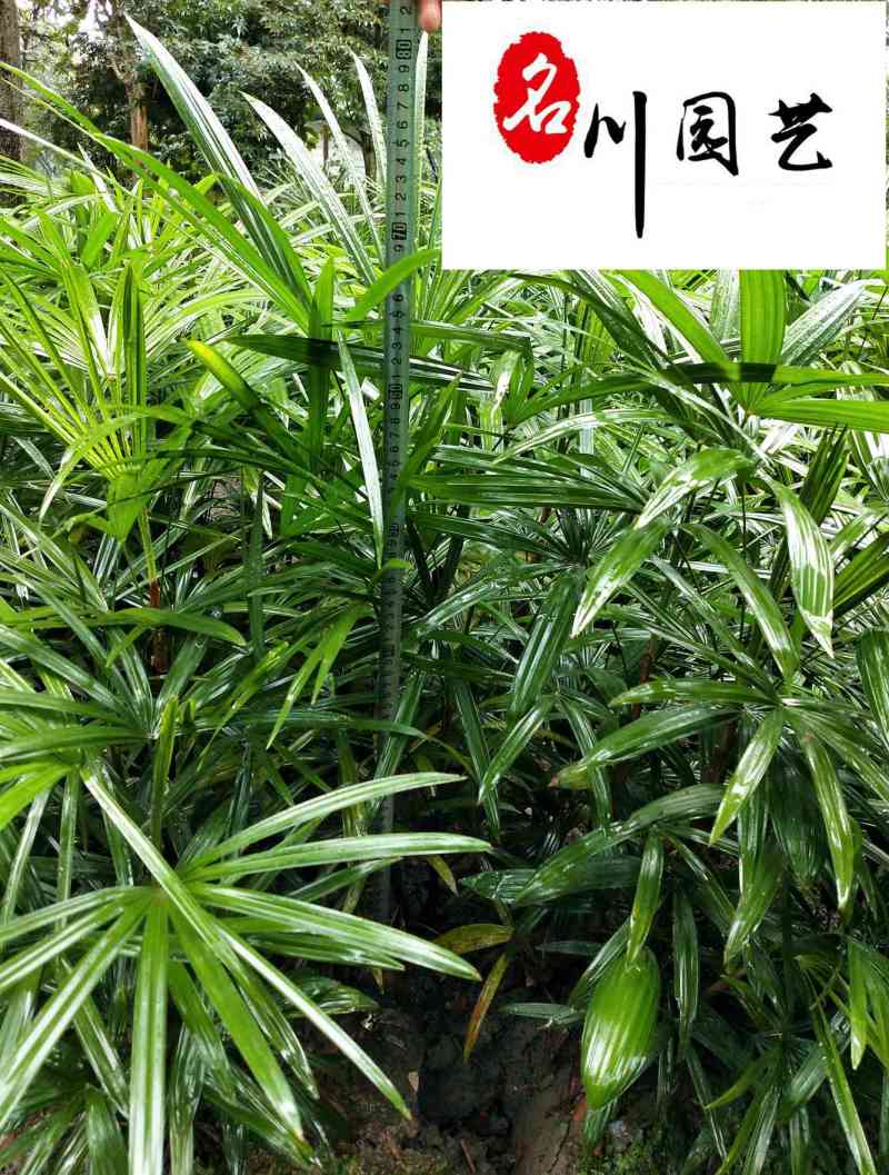 细叶棕竹批发成都棕竹苗圃基地直销地苗杯苗规格齐全