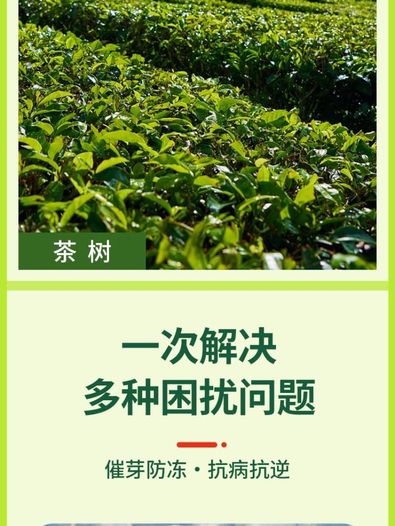 茶树茶叶专用催芽剂叶面肥爆芽优芽素肥料破眠早发多发芽催芽