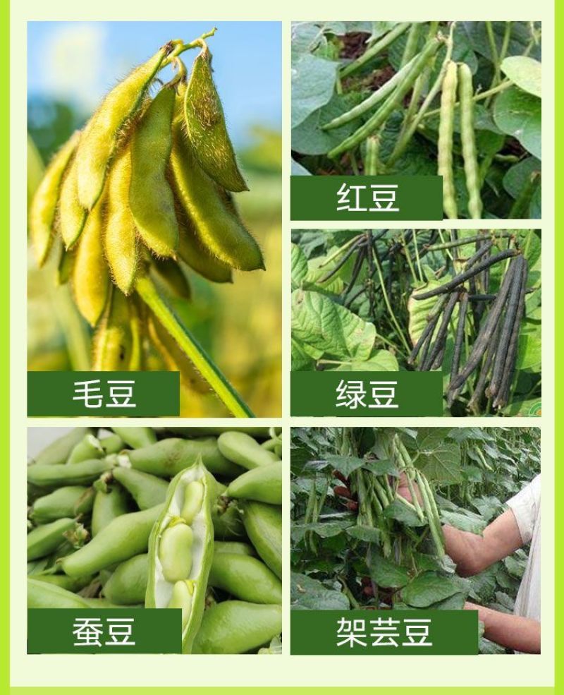 大豆粒粒饱豆类作物增产叶面肥抗旱抗涝籽粒饱满含氨基酸水溶