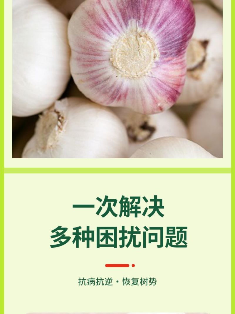 胖大蒜大蒜专用膨大增产预防干尖黄叶生根壮苗易抽薹抗逆
