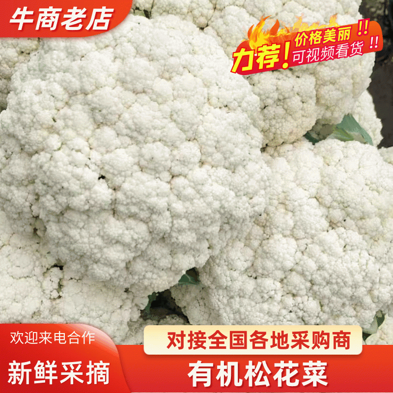 河南开封花菜/精品松花菜/白面青梗/菜花/量大便宜