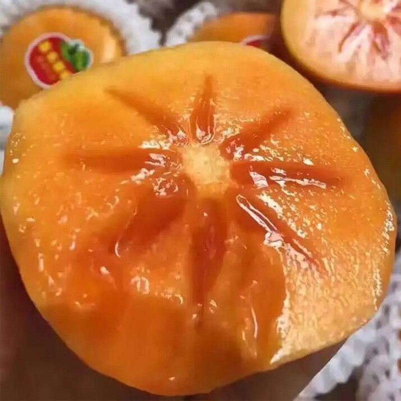 脆甜柿子树苗阳丰太秋次郎品种齐全