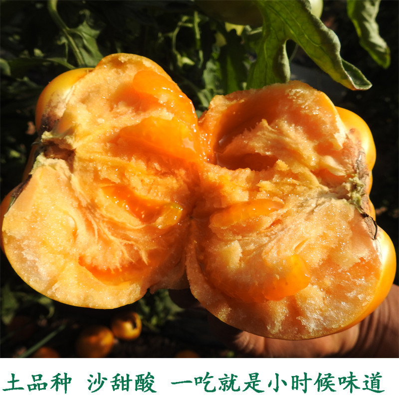 脆甜柿子树苗阳丰太秋次郎品种齐全