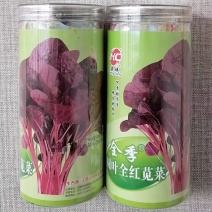 全季圆叶全红苋菜种子400克罐装早熟口感鲜嫩长势快