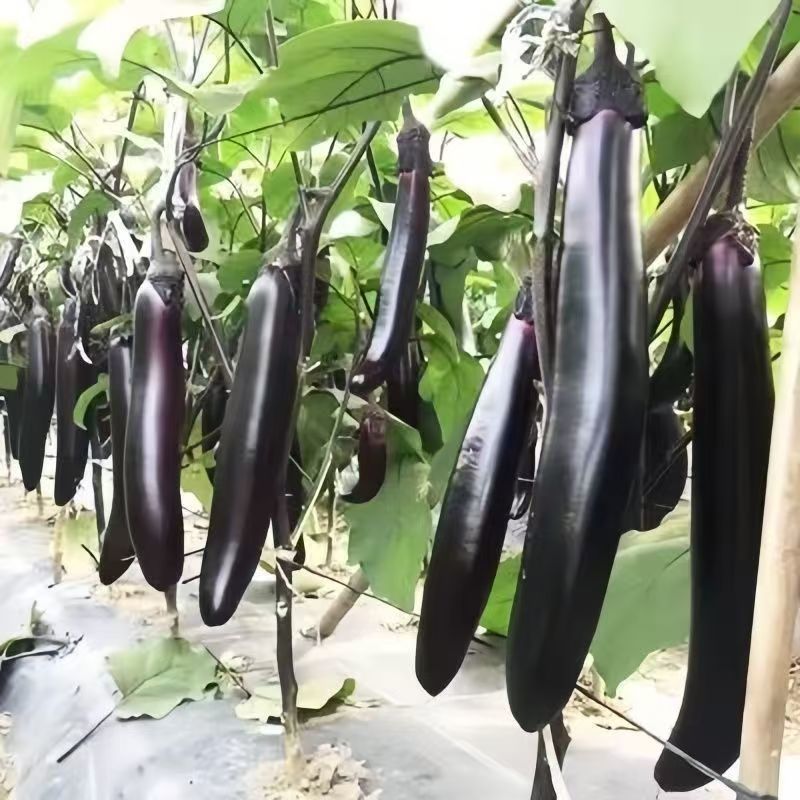 茄子苗长茄圆茄苗各种茄子苗根系发达成活高价格优惠