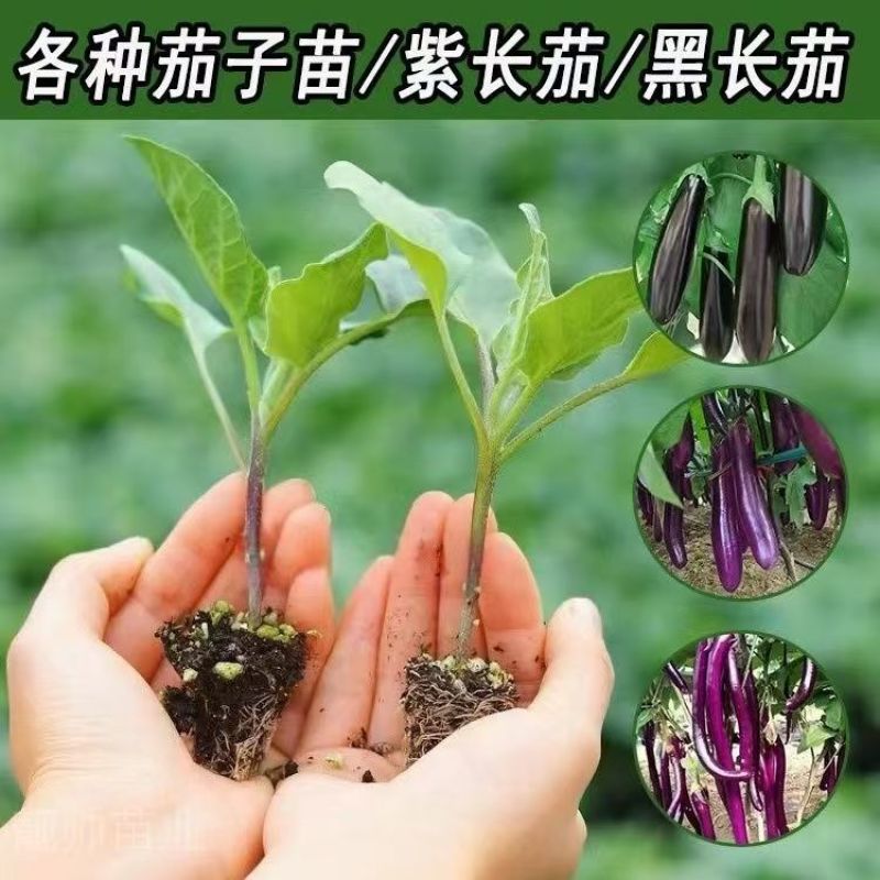 茄子苗长茄圆茄苗各种茄子苗根系发达成活高价格优惠