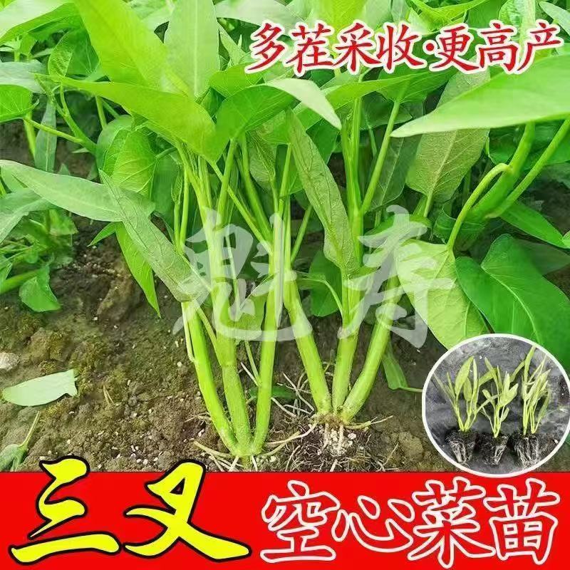 精品三叉空心菜苗厂家直发货源充足价格优惠规格齐全包售后