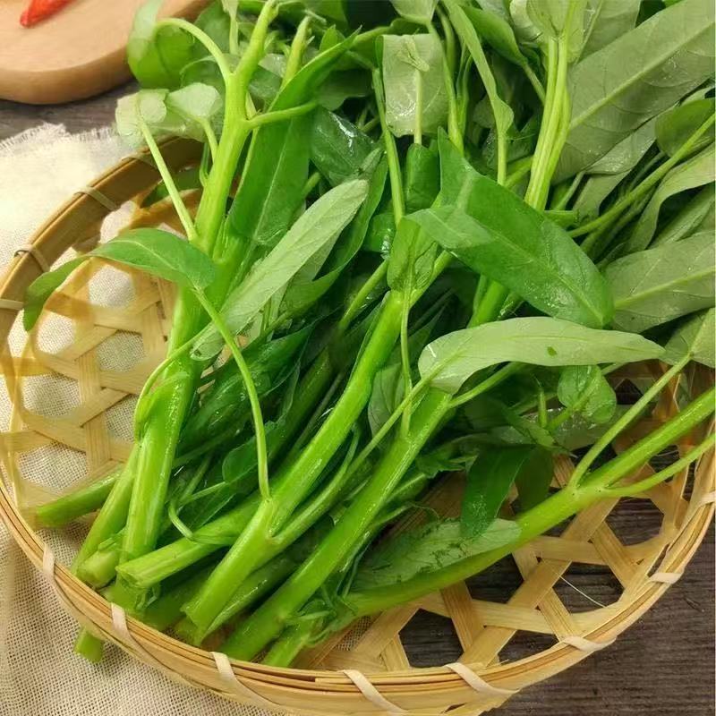 精品三叉空心菜苗厂家直发货源充足价格优惠规格齐全包售后