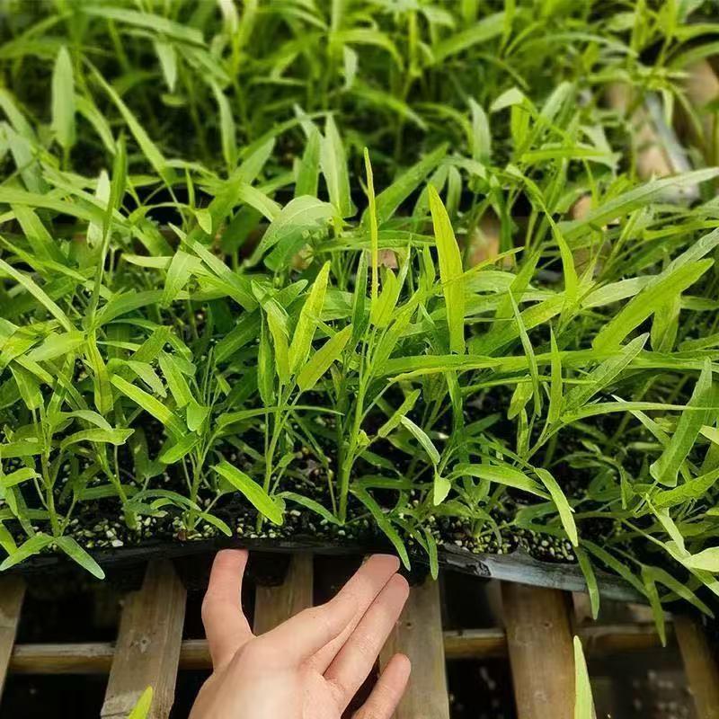 精品三叉空心菜苗厂家直发货源充足价格优惠规格齐全包售后