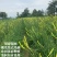 精品黄花菜根种苗有茎无茎规格齐全厂家直发包售后价格优惠