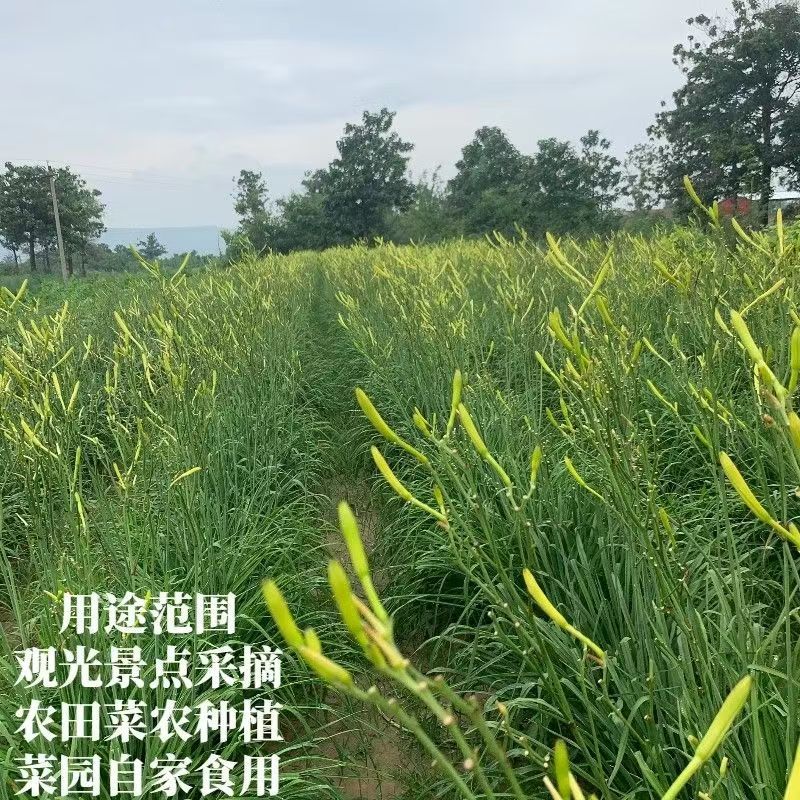 精品黄花菜根种苗有茎无茎规格齐全厂家直发包售后价格优惠