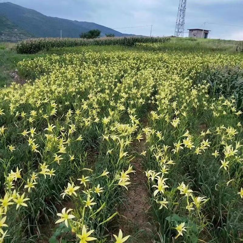 精品黄花菜根种苗有茎无茎规格齐全厂家直发包售后价格优惠