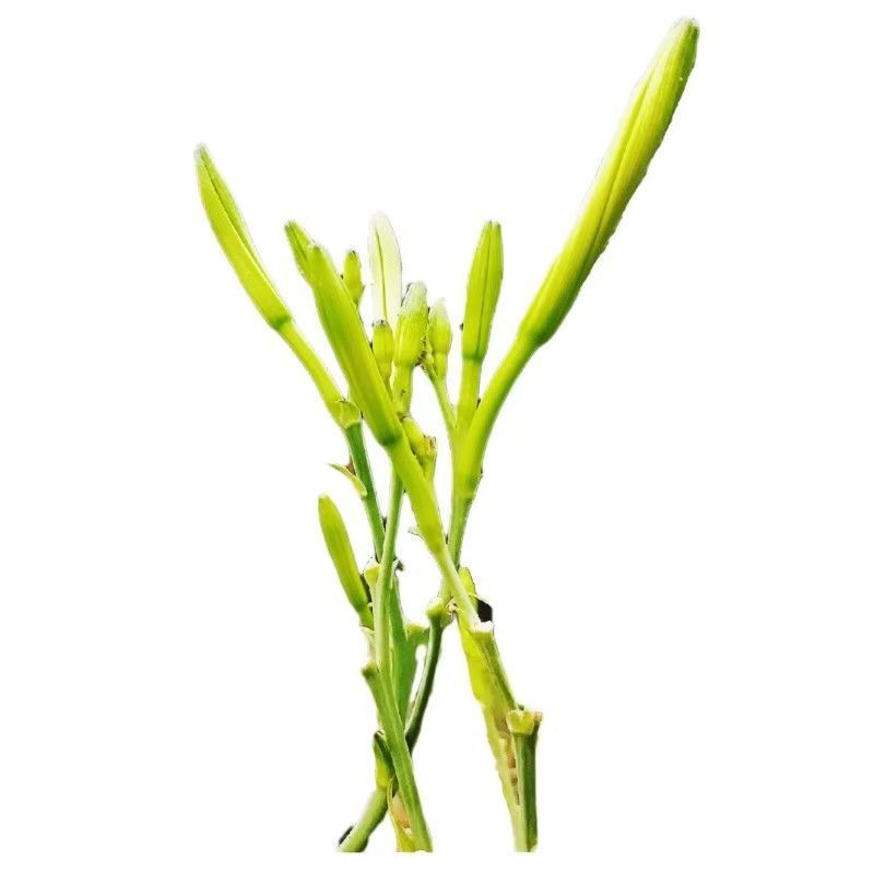 精品黄花菜根种苗有茎无茎规格齐全厂家直发包售后价格优惠