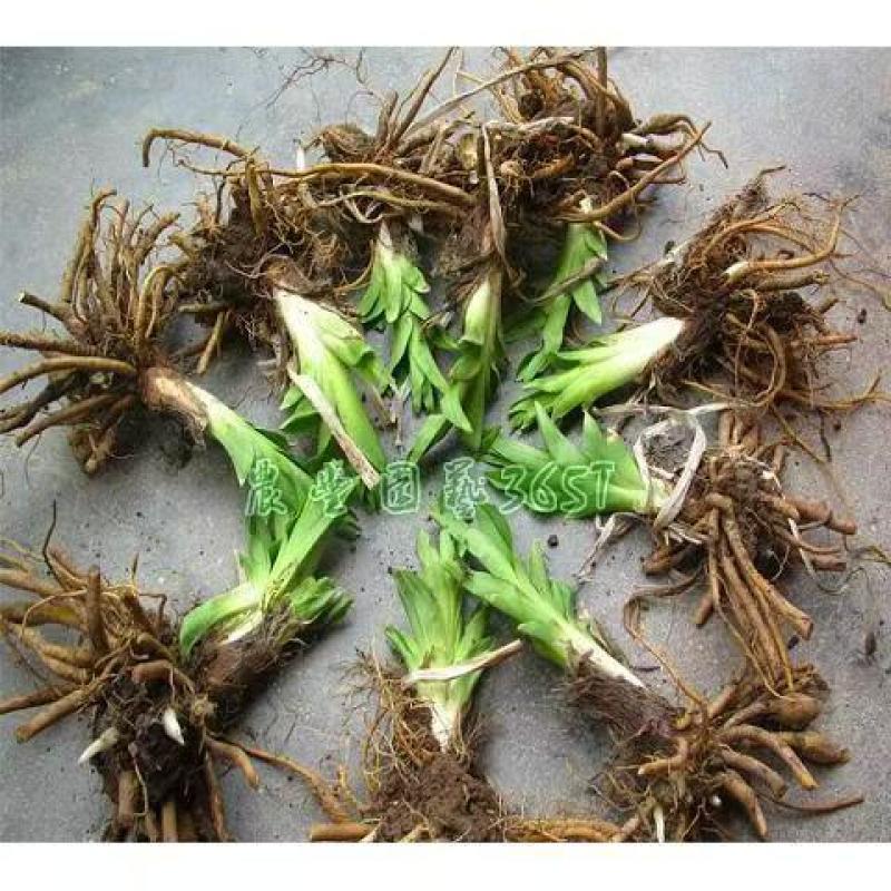 精品黄花菜根种苗有茎无茎规格齐全厂家直发包售后价格优惠