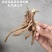 精品黄花菜根种苗有茎无茎规格齐全厂家直发包售后价格优惠