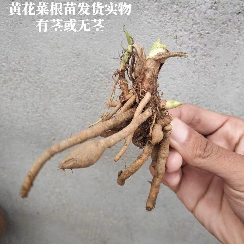 精品黄花菜根种苗有茎无茎规格齐全厂家直发包售后价格优惠
