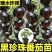 番茄苗各种圣女果苗结果多易存活基地直发包售后价格优惠