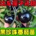 番茄苗各种圣女果苗结果多易存活基地直发包售后价格优惠