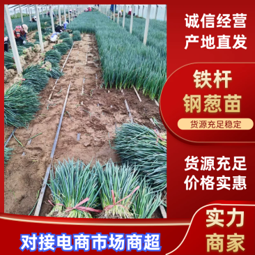 潍坊安丘钢葱苗铁杆大葱苗正月栽种7月上市包成活技术售后