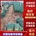 潍坊安丘钢葱苗铁杆大葱苗正月栽种7月上市包成活技术售后
