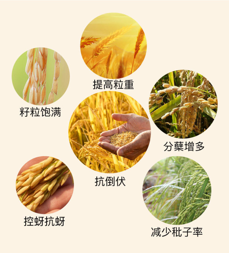 水稻专用复合肥叶面肥稻黄金壮秧剂分蘖灌浆微量元素有机水溶