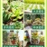 多肉营养液专用肥花肥料肉肉植物增肥色优芽素浓缩家用盆栽通