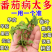 番茄西红柿病菌清抑菌疫菌清病毒病专用药复合微生物杀菌剂