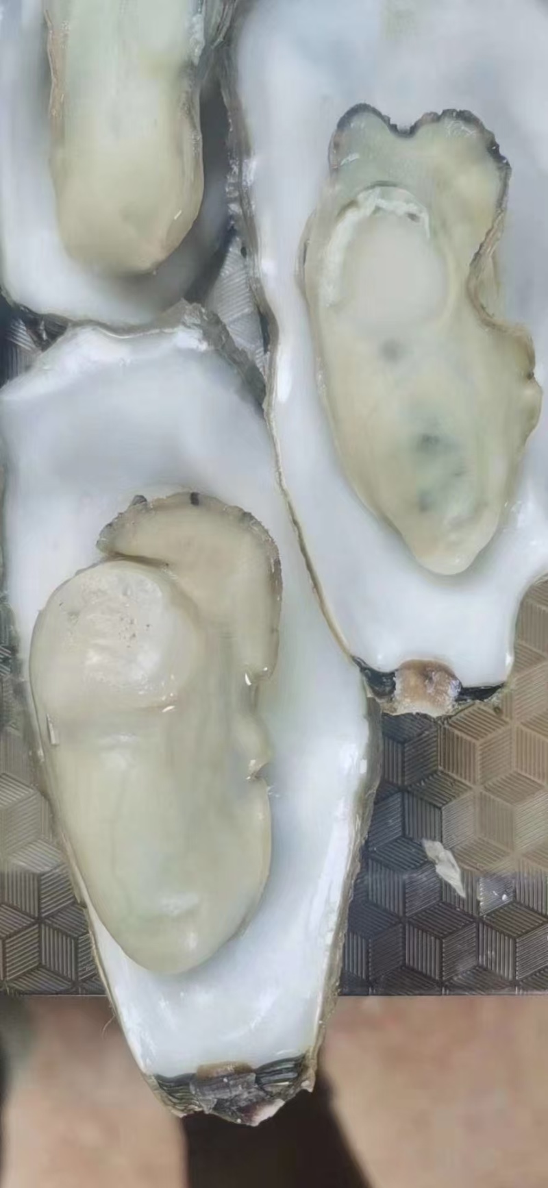 山东乳山生蚝烧烤店批发货源足价格低售后无忧欢迎咨询合作