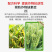 糖醇钙镁硼锌铁叶面肥蔬菜果树防裂中微量元素水溶肥料通用型