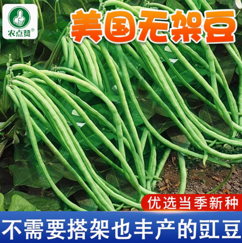 豇豆种子-肉厚脆嫩囗感佳纤维少容易栽培无需搭架