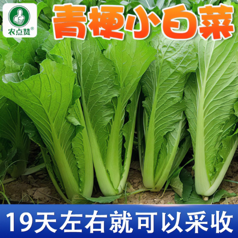 青梗小白菜种子-早熟丰产抗病生长快品质好