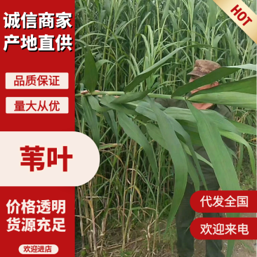 【推荐】粽叶，芦苇叶，江苏产地直发，货源充足