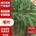 【推荐】粽叶，芦苇叶，江苏产地直发，货源充足