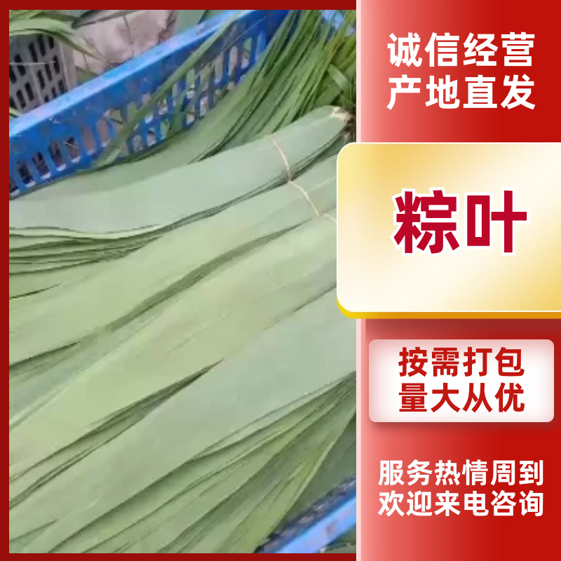 【推荐】精品大粽叶，江苏特产，宽长柔软，欢迎咨询