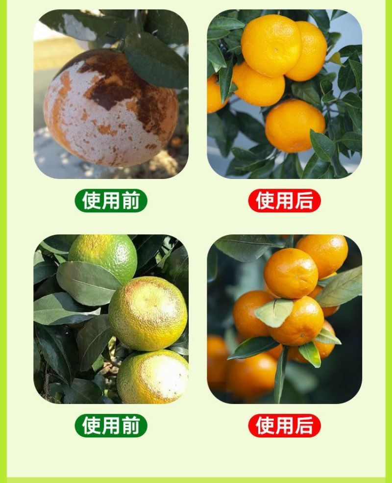 柑橘防晒涂白剂果树柑果沃柑树干涂白通用防裂果防晒防虫补钙