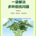 根多多根壮苗剂生根液含氨基酸绿叶防治根腐增产水溶施肥种植