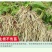 根结线虫专用药淡紫紫孢菌长枝木霉菌根线虫根瘤菌微生物菌根