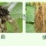 根结线虫专用药淡紫紫孢菌长枝木霉菌根线虫根瘤菌微生物菌根