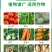 根结线虫专用药淡紫紫孢菌长枝木霉菌根线虫根瘤菌微生物菌根