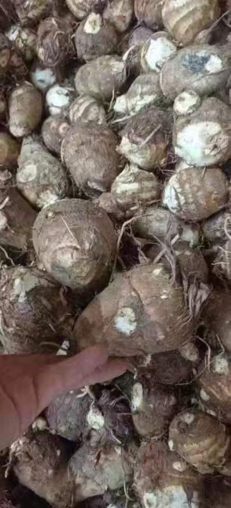 {推荐}山东8520芋头种子