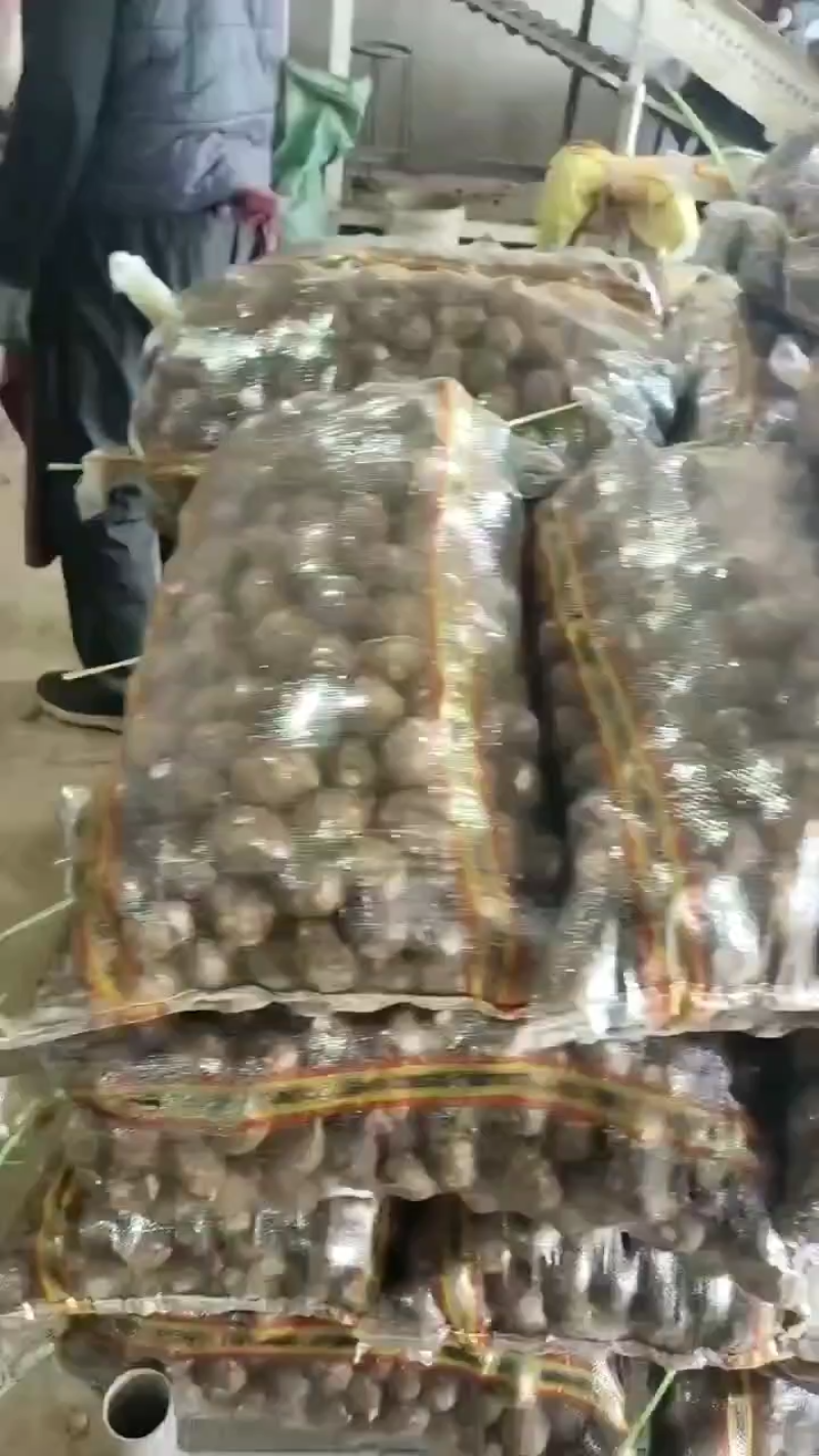 {推荐}山东8520芋头种子