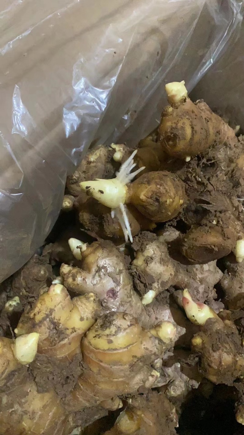 {实力}产地直发，存活率高，提供技术支持，欢迎来电