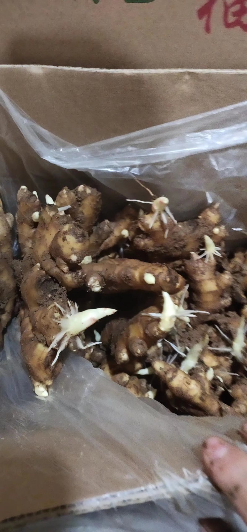 {实力}产地直发，存活率高，提供技术支持，欢迎来电